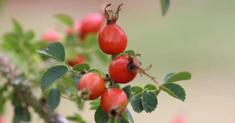 Organic Rosehip Lesotho wild harvested in the highlands